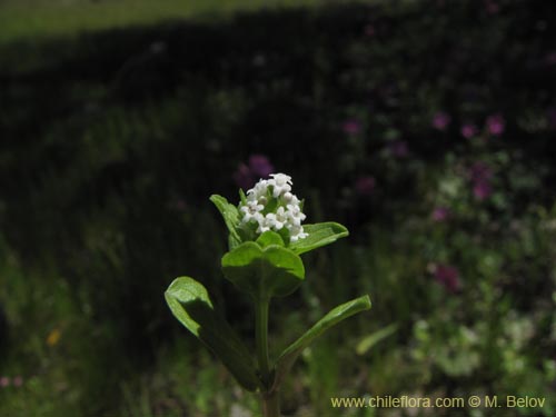 Imágen de Planta no identificada sp. #2131 (). Haga un clic para aumentar parte de imágen.