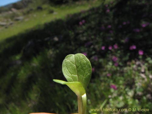 Image of Unidentified Plant sp. #2131 (). Click to enlarge parts of image.