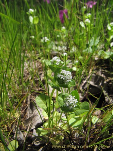 Image of Unidentified Plant sp. #2131 (). Click to enlarge parts of image.