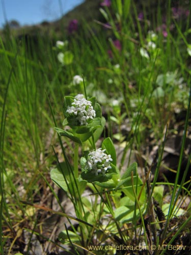 Image of Unidentified Plant sp. #2131 (). Click to enlarge parts of image.