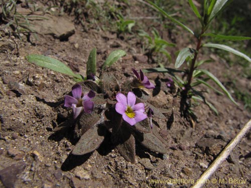 Image of Viola subandina (). Click to enlarge parts of image.