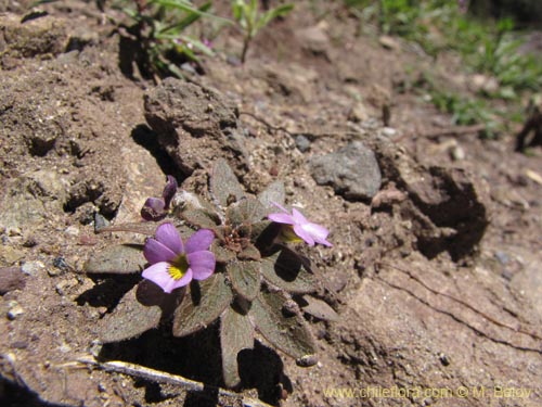 Image of Viola subandina (). Click to enlarge parts of image.