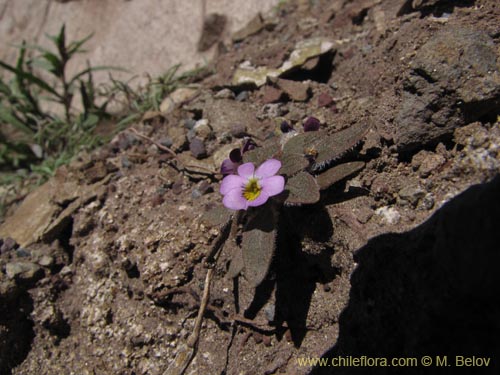 Image of Viola subandina (). Click to enlarge parts of image.