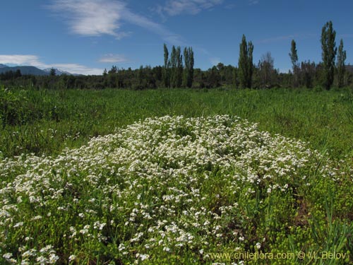 Image of Unidentified Plant sp. #3103 (). Click to enlarge parts of image.