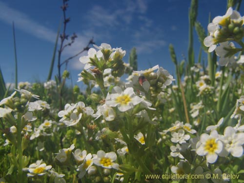 Image of Unidentified Plant sp. #3103 (). Click to enlarge parts of image.