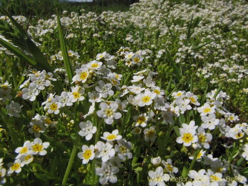 Image of Unidentified Plant sp. #3103 (). Click to enlarge parts of image.