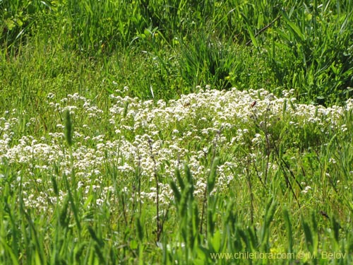 Image of Unidentified Plant sp. #3103 (). Click to enlarge parts of image.