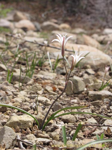 Imágen de Tristagma bivalve (). Haga un clic para aumentar parte de imágen.