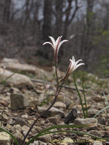 Фотография Tristagma bivalve (). Щелкните, чтобы увеличить вырез.