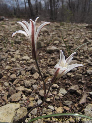 Imágen de Tristagma bivalve (). Haga un clic para aumentar parte de imágen.