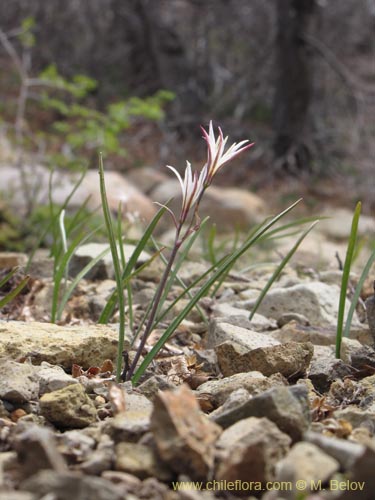 Фотография Tristagma bivalve (). Щелкните, чтобы увеличить вырез.