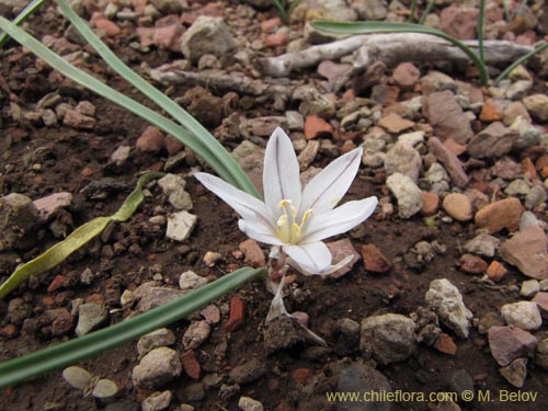 Imágen de Tristagma bivalve (). Haga un clic para aumentar parte de imágen.