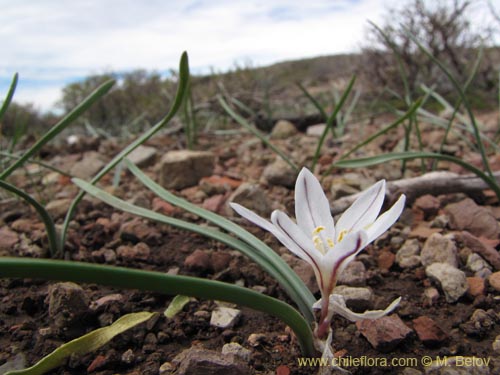 Фотография Tristagma bivalve (). Щелкните, чтобы увеличить вырез.