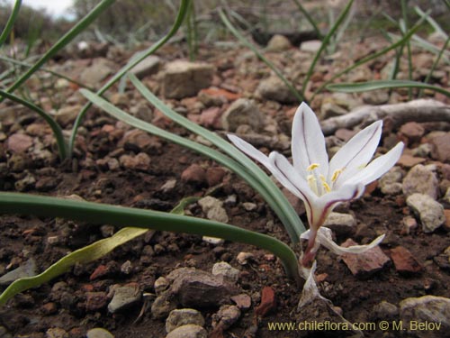 Фотография Tristagma bivalve (). Щелкните, чтобы увеличить вырез.