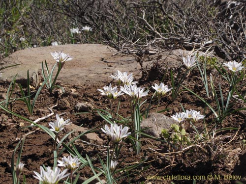 Image of Tristagma bivalve (). Click to enlarge parts of image.