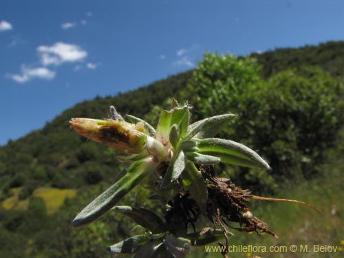 Image of Unidentified Plant sp. #2116 (). Click to enlarge parts of image.