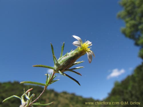 Image of Chaetanthera sp. #2153 (). Click to enlarge parts of image.