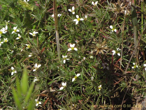 Chaetanthera sp. #2153의 사진