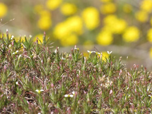 Chaetanthera sp. #2153의 사진