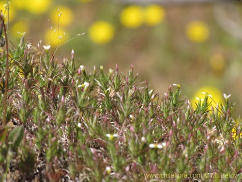 Bild von Chaetanthera sp. #2153 (). Klicken Sie, um den Ausschnitt zu vergrössern.