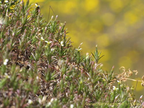 Chaetanthera sp. #2153의 사진