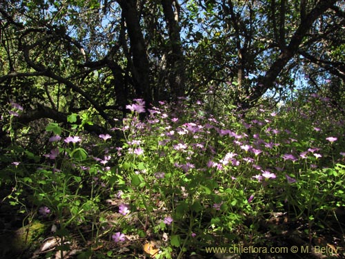 Bild von Oxalis rosea (Culle rosado / Culle colorado / Culli / Vinagrillo). Klicken Sie, um den Ausschnitt zu vergrössern.