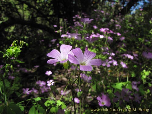 Bild von Oxalis rosea (Culle rosado / Culle colorado / Culli / Vinagrillo). Klicken Sie, um den Ausschnitt zu vergrössern.