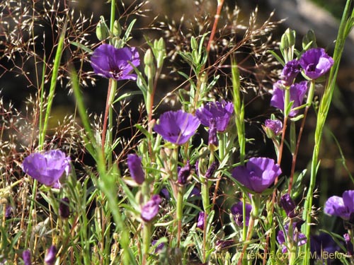 Imágen de Clarkia tenella (Sangre de toro / Inutil / Huasita). Haga un clic para aumentar parte de imágen.