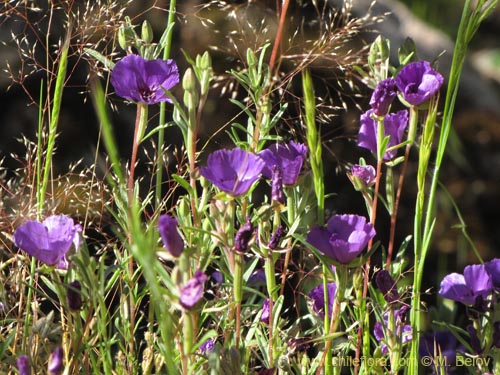 Imágen de Clarkia tenella (Sangre de toro / Inutil / Huasita). Haga un clic para aumentar parte de imágen.