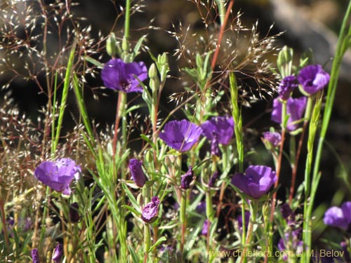 Bild von Clarkia tenella (Sangre de toro / Inutil / Huasita). Klicken Sie, um den Ausschnitt zu vergrössern.