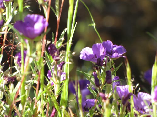 Bild von Clarkia tenella (Sangre de toro / Inutil / Huasita). Klicken Sie, um den Ausschnitt zu vergrössern.