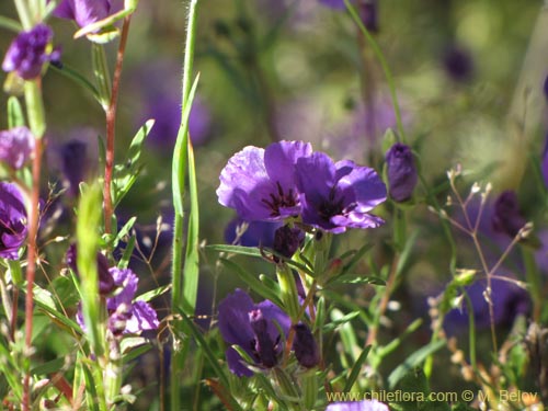 Bild von Clarkia tenella (Sangre de toro / Inutil / Huasita). Klicken Sie, um den Ausschnitt zu vergrössern.