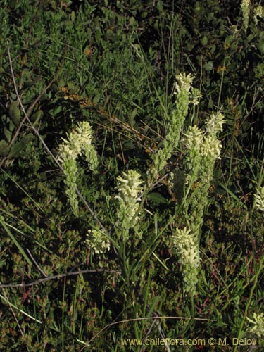 Image of Brassicaceae sp. #2124 (). Click to enlarge parts of image.