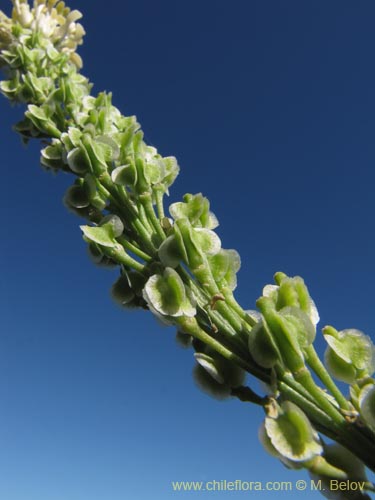 Bild von Brassicaceae sp. #2124 (). Klicken Sie, um den Ausschnitt zu vergrössern.