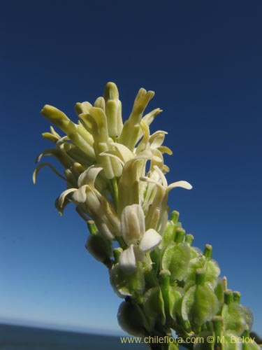 Bild von Brassicaceae sp. #2124 (). Klicken Sie, um den Ausschnitt zu vergrössern.