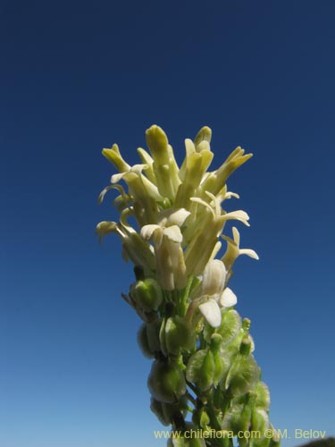 Brassicaceae sp. #2124の写真