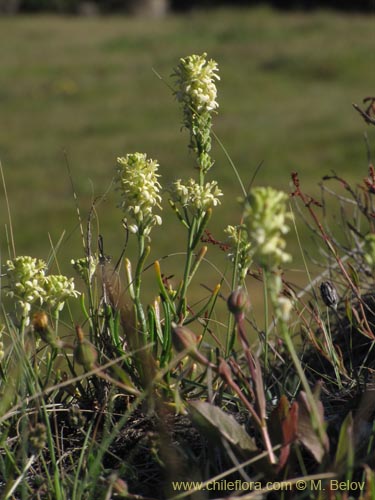 Brassicaceae sp. #2124의 사진