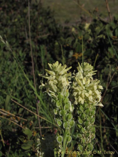 Image of Brassicaceae sp. #2124 (). Click to enlarge parts of image.