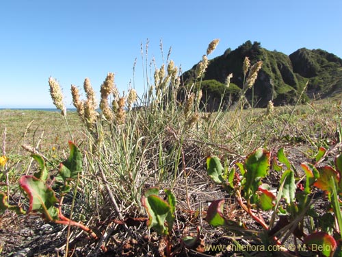 Image of Poaceae sp. #2208 (). Click to enlarge parts of image.