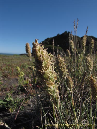 Imágen de Poaceae sp. #2208 (). Haga un clic para aumentar parte de imágen.