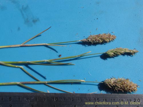 Image of Poaceae sp. #2208 (). Click to enlarge parts of image.