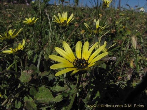 Imágen de Arctotheca calendula (Filigrana pequeña). Haga un clic para aumentar parte de imágen.