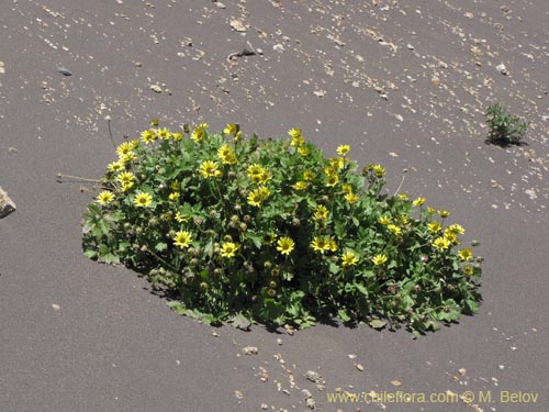 Фотография Arctotheca calendula (Filigrana pequeña). Щелкните, чтобы увеличить вырез.