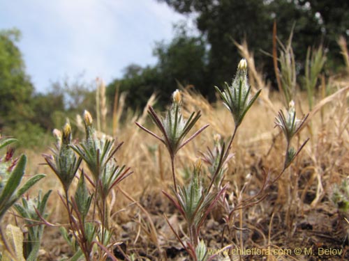 Chaetanthera sp. #3126의 사진