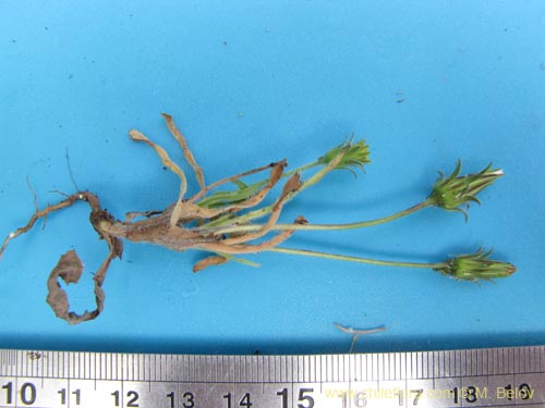 Image of Unidentified Plant sp. #2202 (). Click to enlarge parts of image.