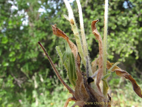 Bild von Asteraceae sp. #2202 (). Klicken Sie, um den Ausschnitt zu vergrössern.