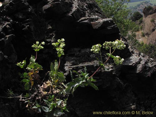 Calceolaria nitida의 사진