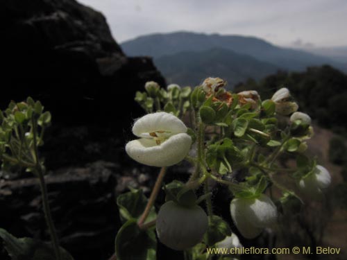 Calceolaria nitidaの写真