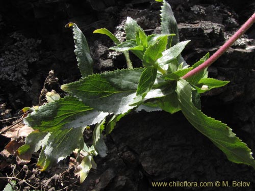 Bild von Calceolaria nitida (). Klicken Sie, um den Ausschnitt zu vergrössern.