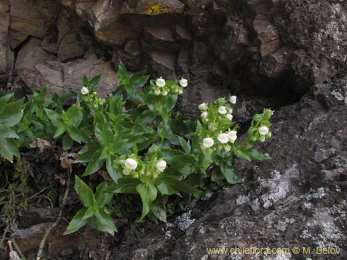 Calceolaria nitida的照片